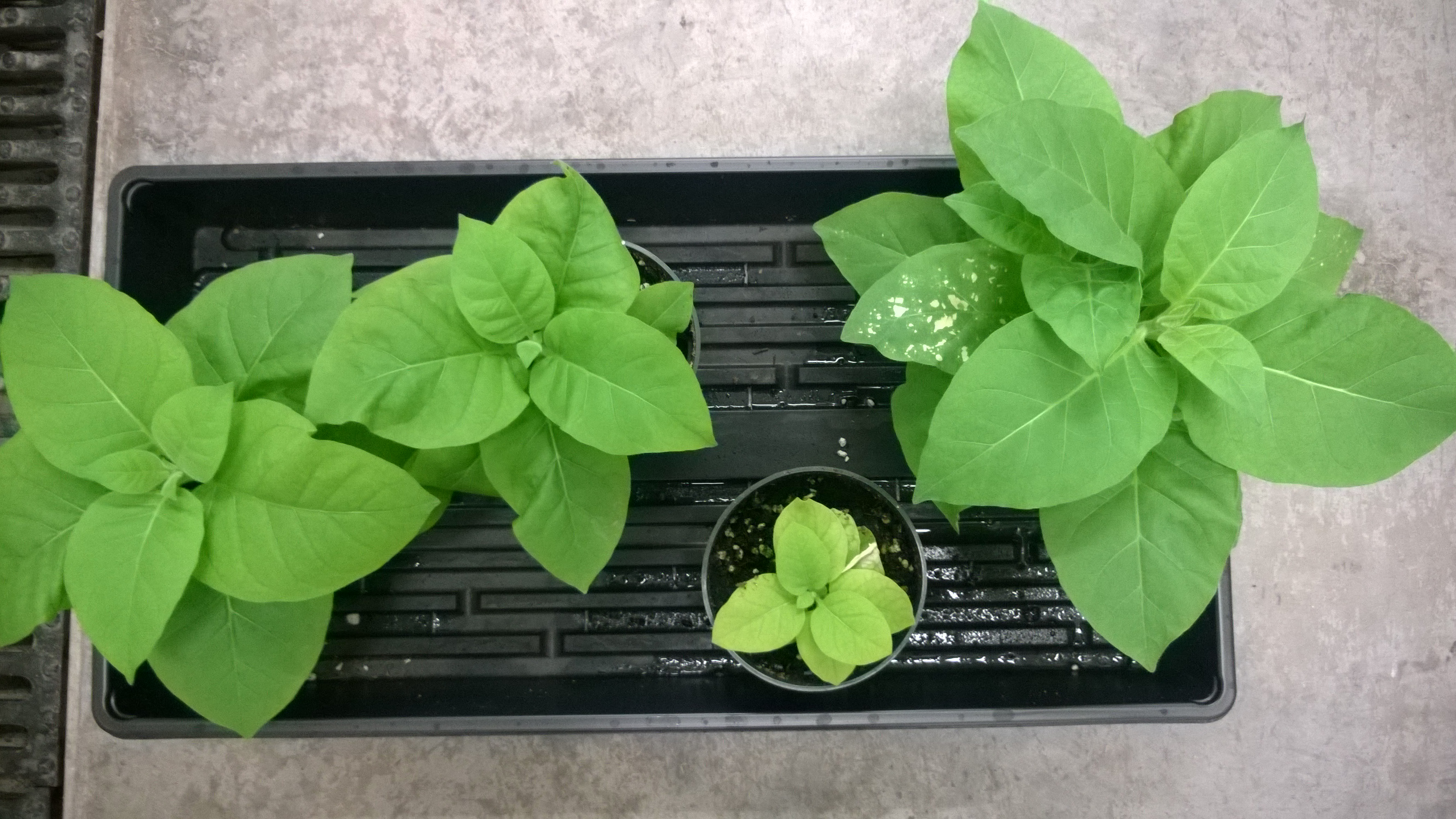 Modified Tobacco Plants
