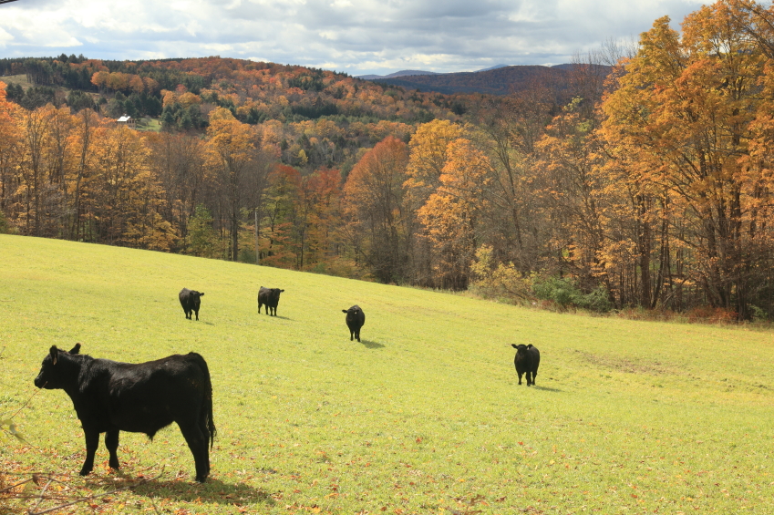 Cows grazing in a Vermont pasture