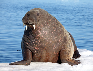 Walrus