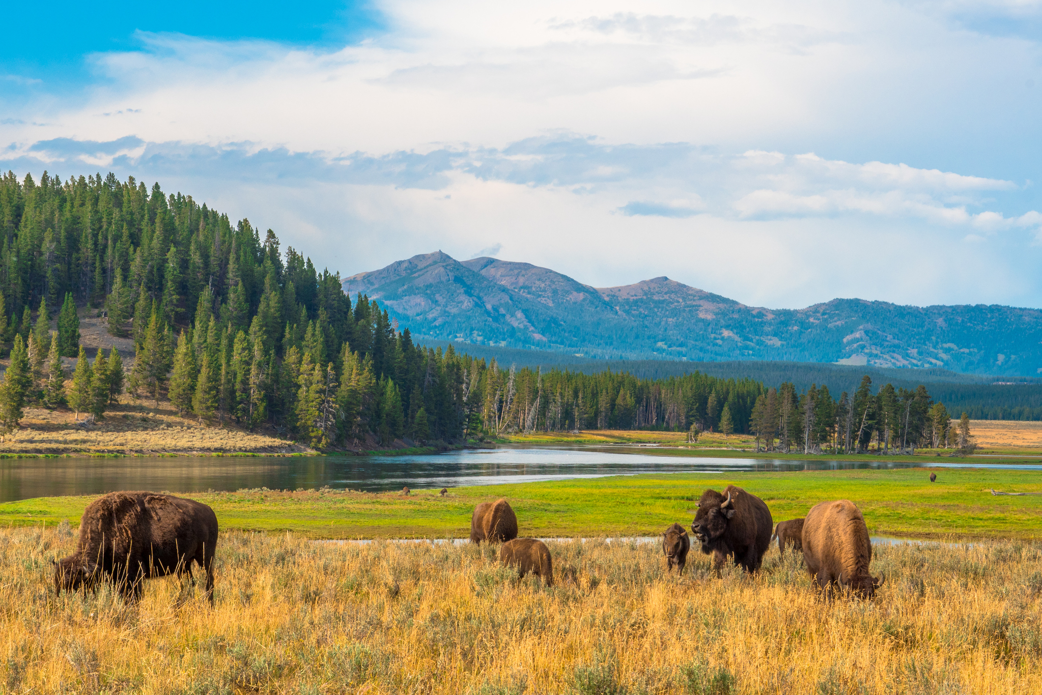 Buffalos grazing at Hayden Valley, Yellowstone, National Park