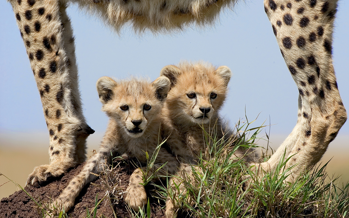 The Cutest Baby Animals You've Ever Seen | Sierra Club