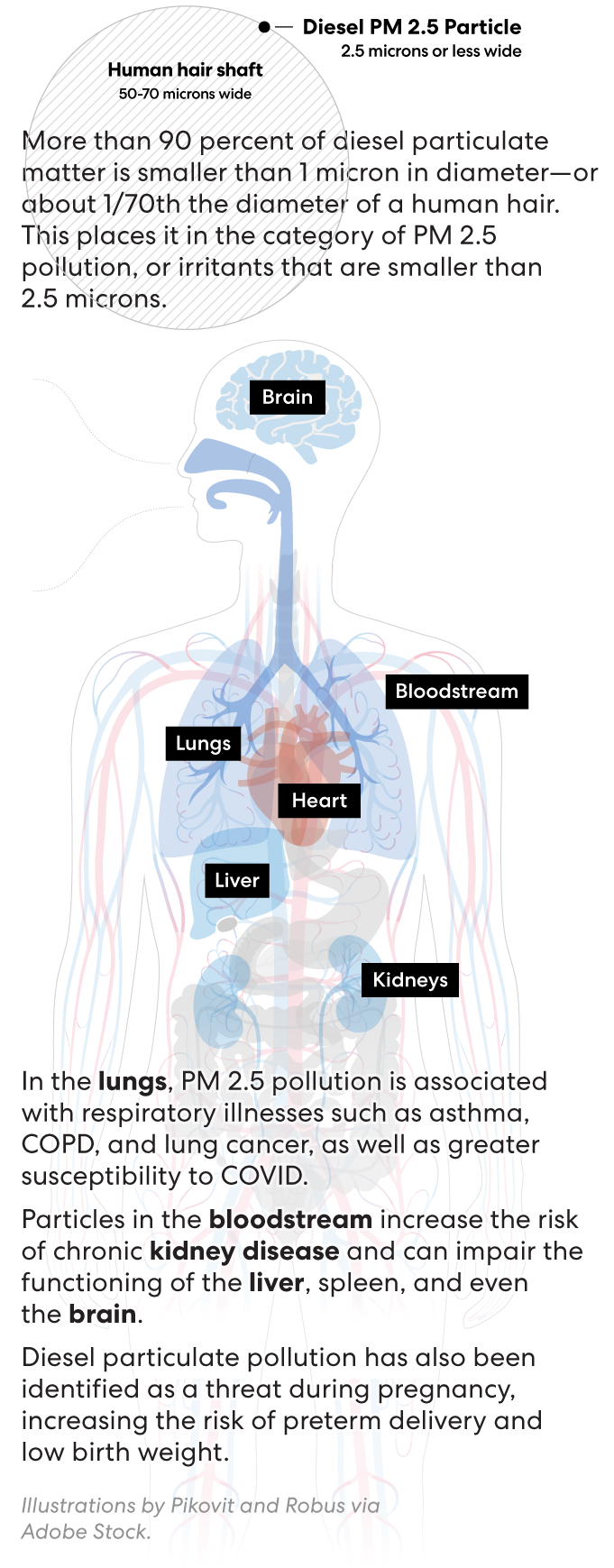 Graphic showing health effects of diesel PM 2.5 pollution.