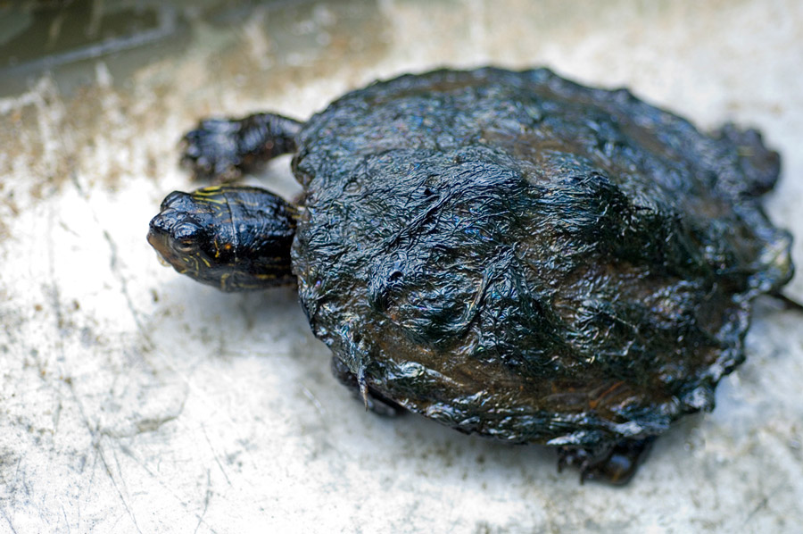 Thousands of wildlife lost their lives in the 2010 Enbridge disaster, including turtles, beavers, muskrats, and many waterfowl. Forty miles of waterways and wetlands were coated in a thick sticky tar from the Alberta tar sands. Photo courtesy of David Kenyon, Michigan Department of Natural Resources