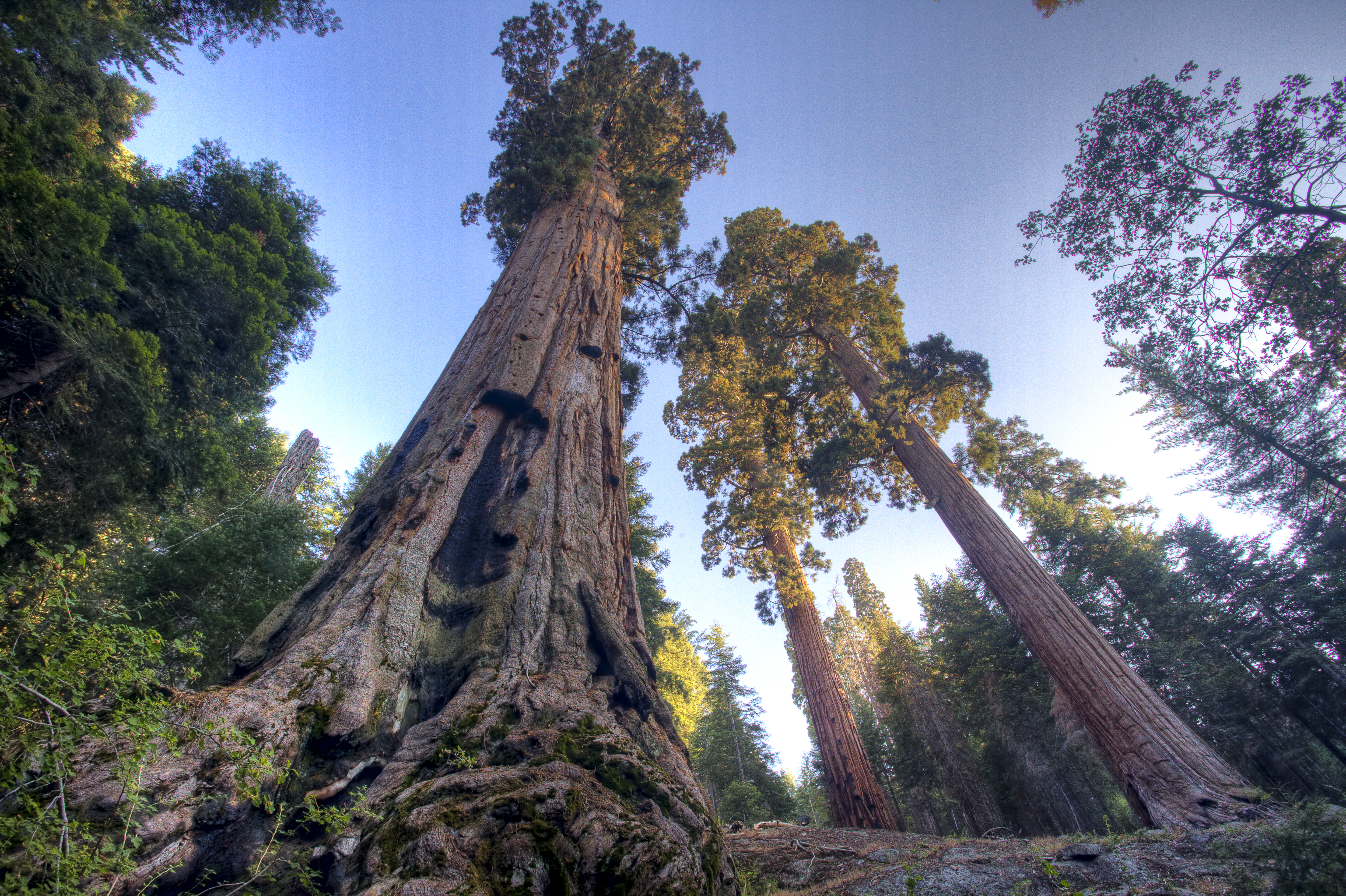 View of Sequoia Trees