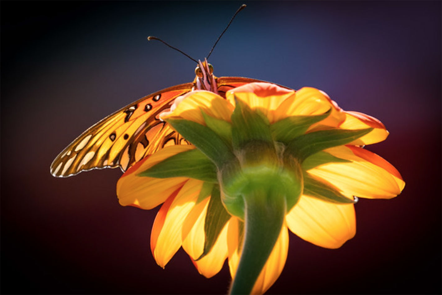 Fritillary Butterfly in San Luis Obispo, California