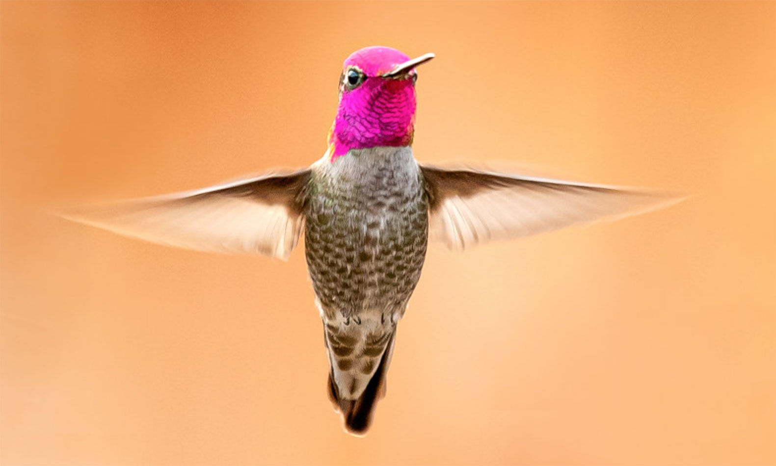 Anna's hummingbird, San Luis Obispo, California