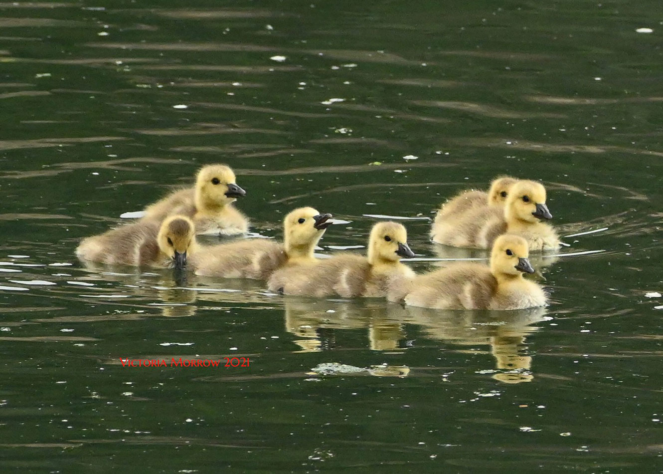 Canada goslings, Avila Beach, California