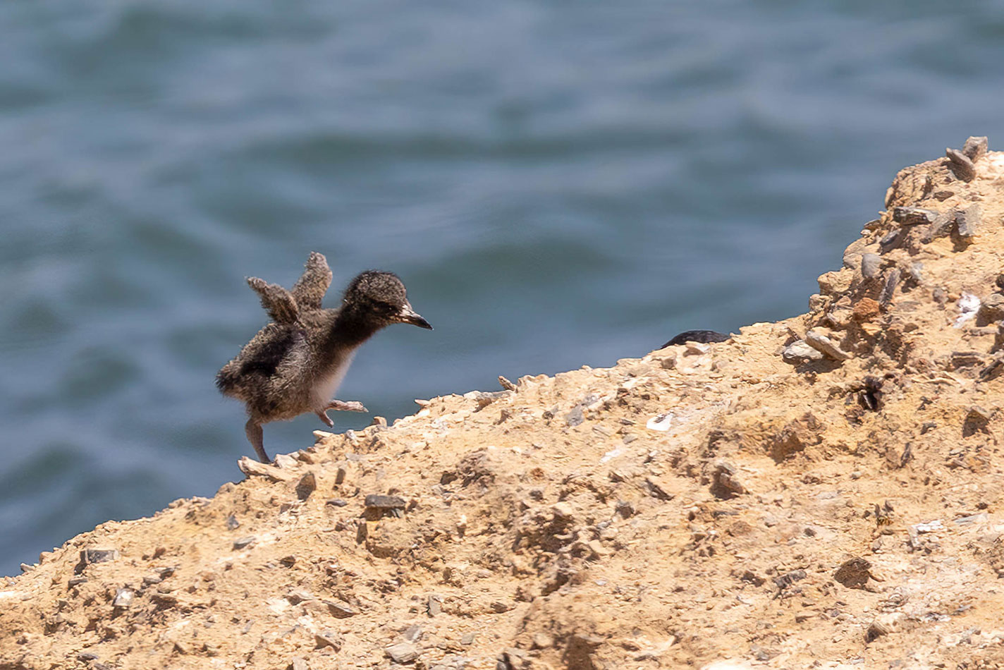 Black oystercatcher chick, Avila Beach, Californai