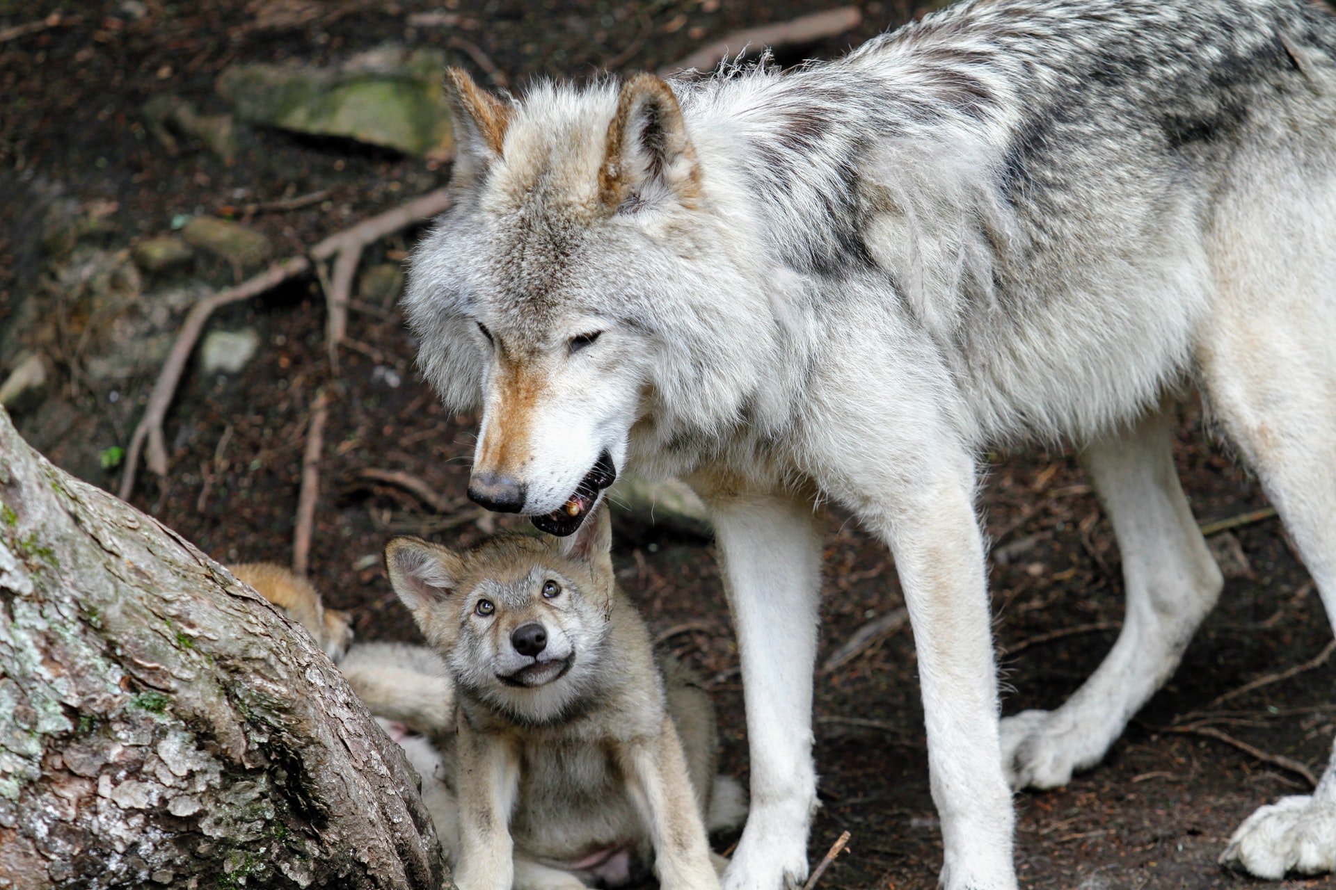 Los lobos grises se quedan sin la protección federal/Gray Wolves Will No  Longer Have Federal Protection | Sierra Club