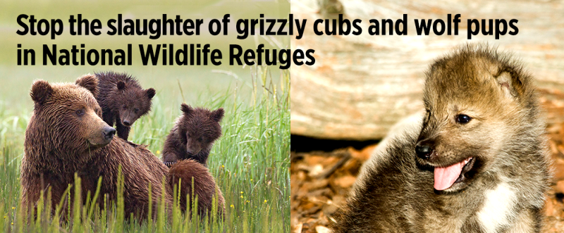 Ban Lifted on Barbaric Wildlife Hunting Methods in Alaska | Sierra Club