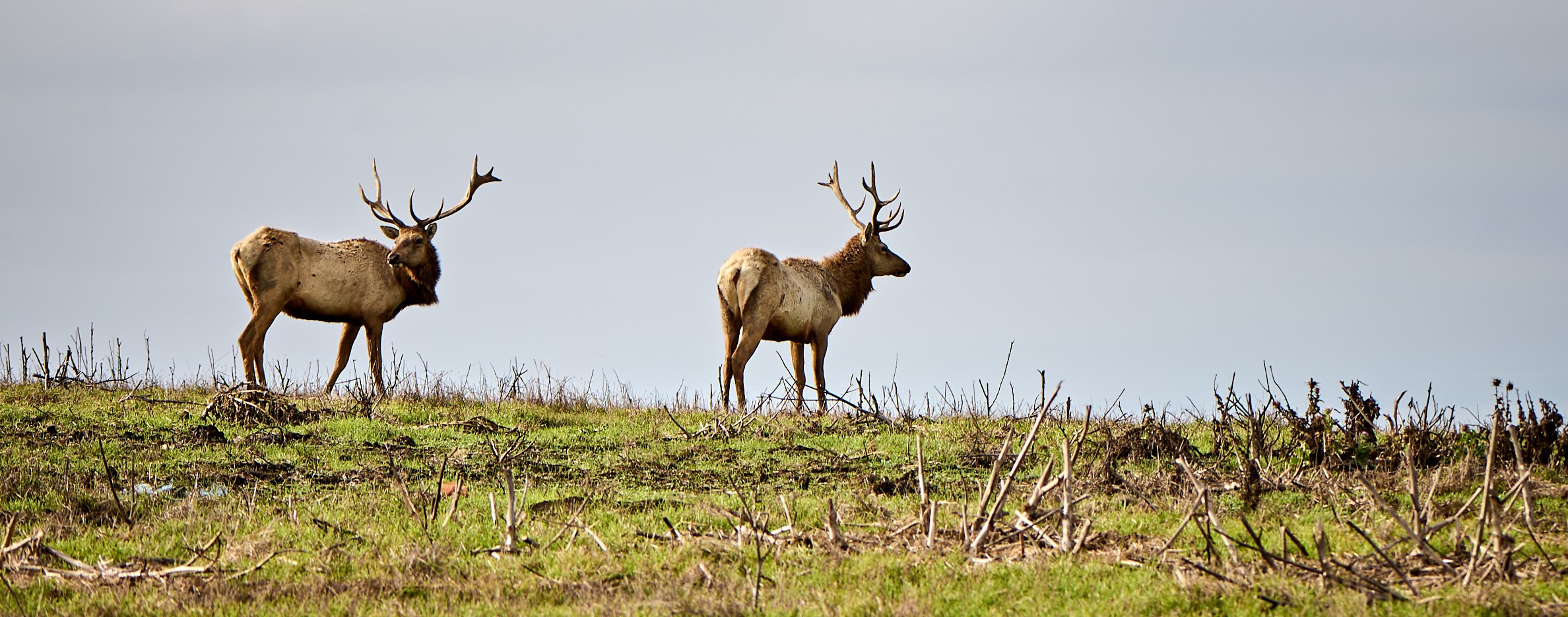 Two isolated tule elk against a dark sky in Point Reyes National Seashore.