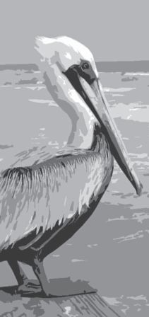 Pelican newsletter masthead