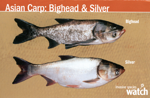 asian-carp