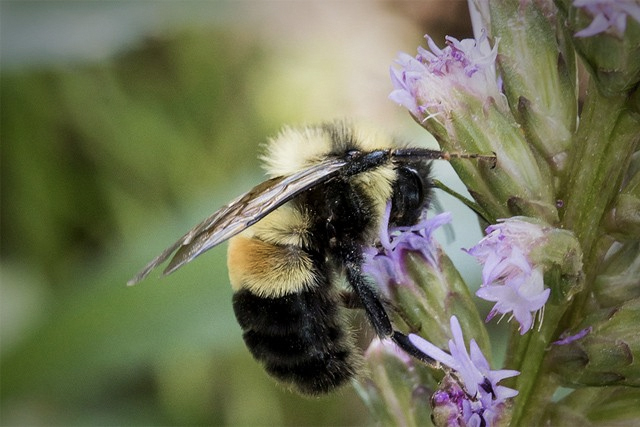 rusty patched bumblebee