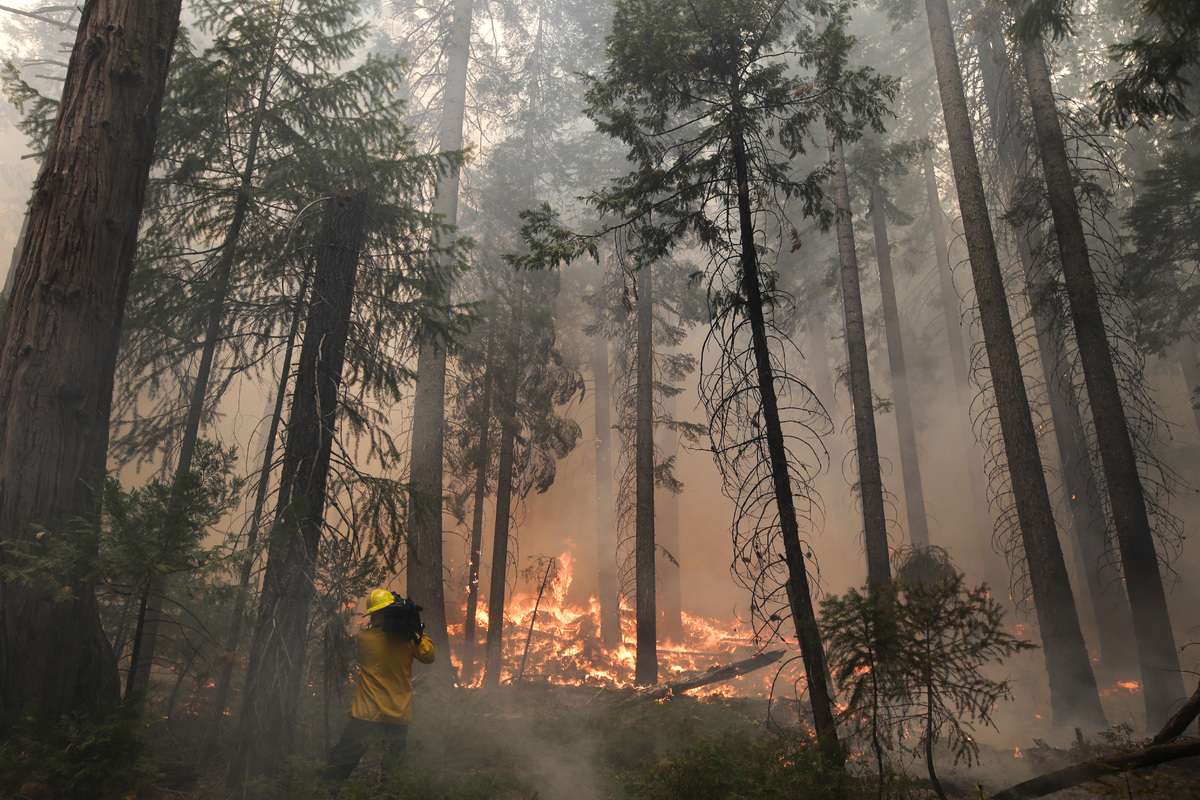 King Fire Restoration Ignores Ecology, Calls for Logging, Tree Plantations & Herbicides - Sierra Club Andrew Goto