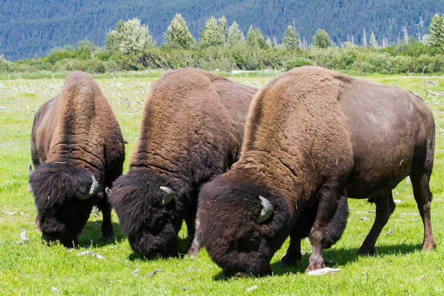 Wood Bison Return to the Alaskan Wilderness | Sierra Club
