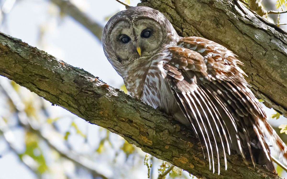 Owl Versus Owl | Sierra Club