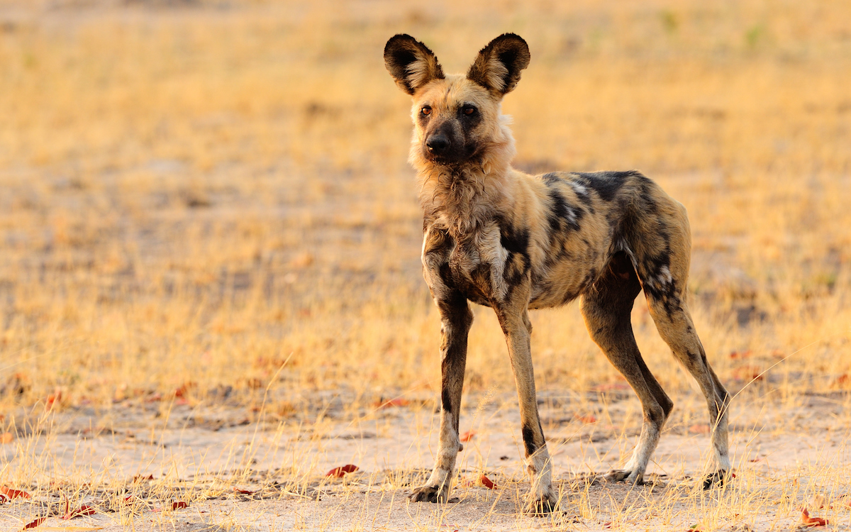 As Rabies Scourges Painted Dogs, a Race to Vaccinate Domestic Breeds |  Sierra Club