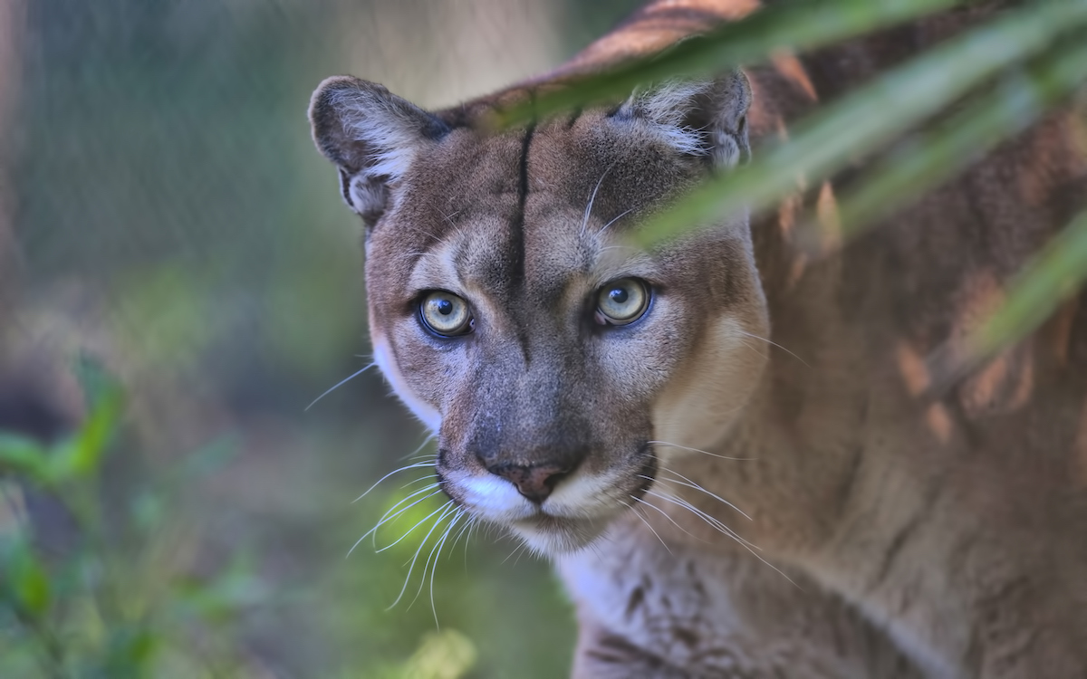 Will the Endangered Florida Panther Be Delisted? | Sierra Club