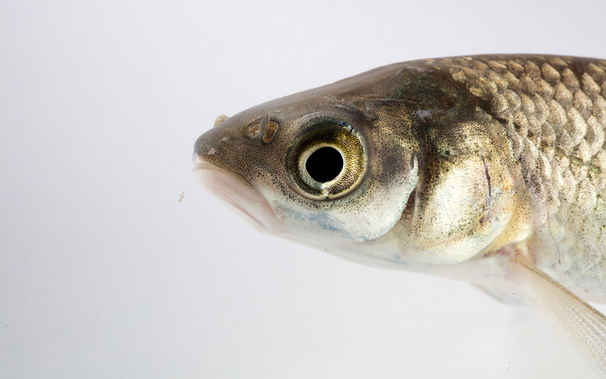 Eating the Most Hated Fish on the Mississippi | Sierra Club