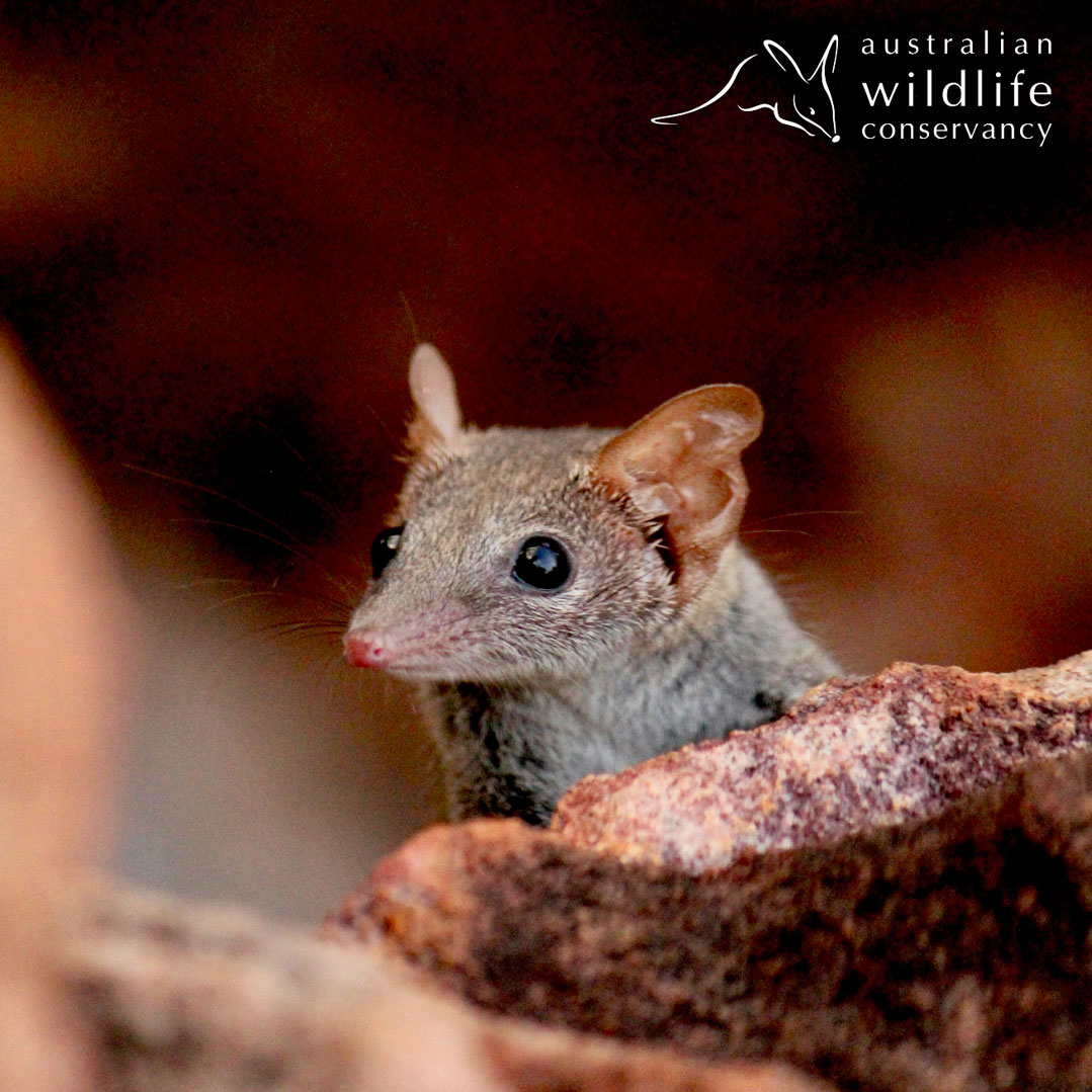 The World's Fiercest—and Smallest—Marsupial | Sierra Club