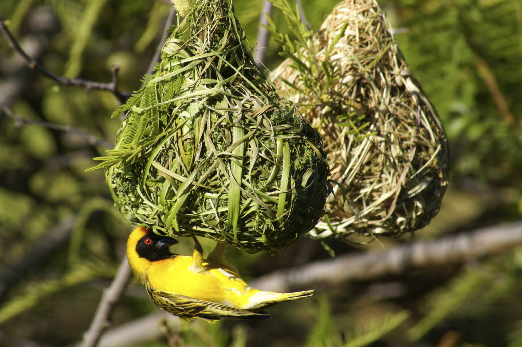 Birds Construct Better Nests to Woo Mates | Sierra Club
