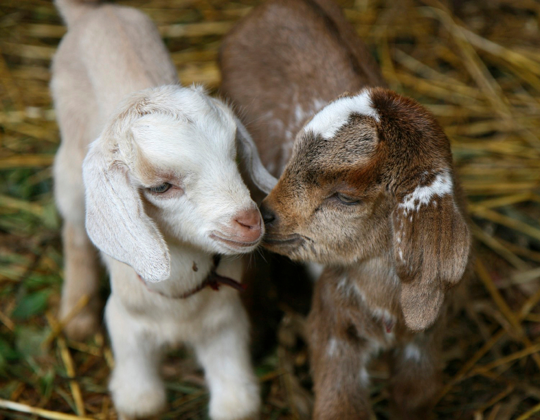 Dream Jobs for Animal Lovers Sierra Club