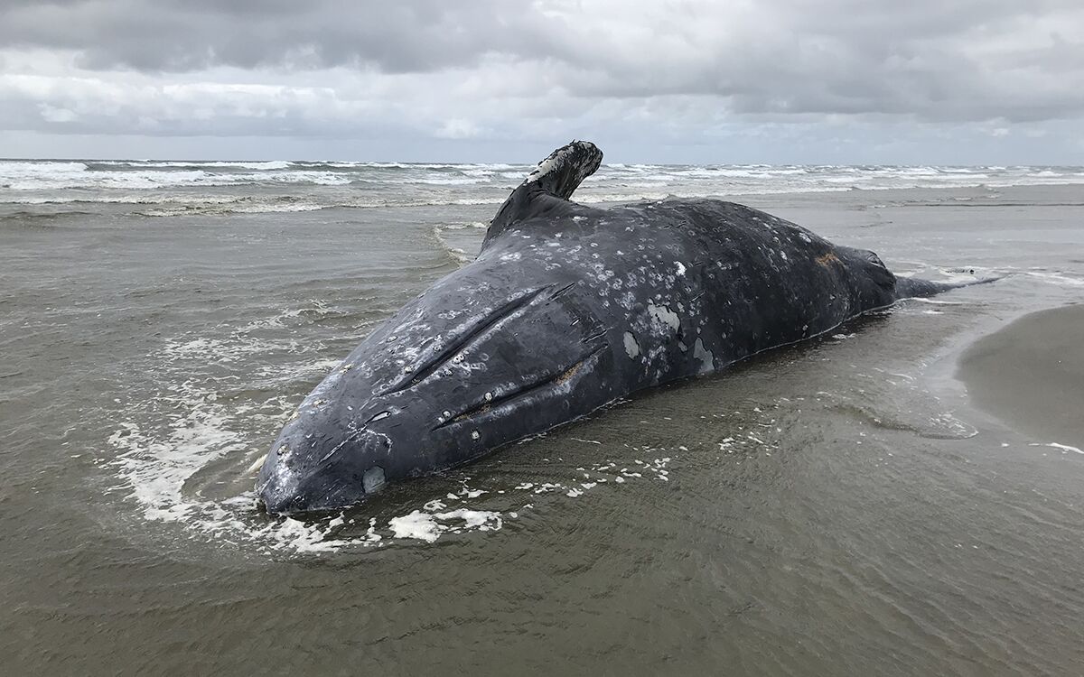 What's Killing the Whales? | Sierra Club
