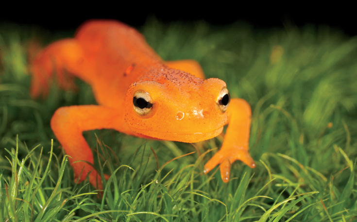 No Newts Is Bad Newts Sierra Club