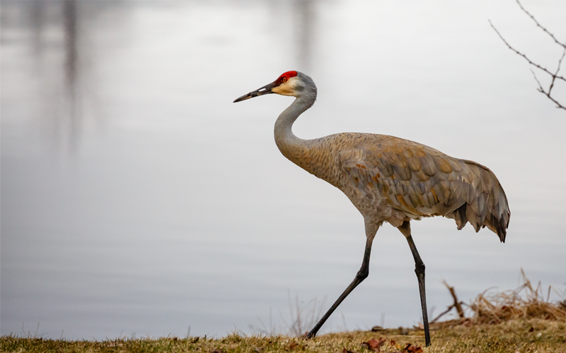 Wisconsin Republicans Introduce Bill Authorizing Sandhill Crane Hunt - Vimarsana News