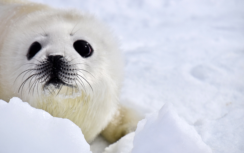 A New Threat to Harp Seals | Sierra Club