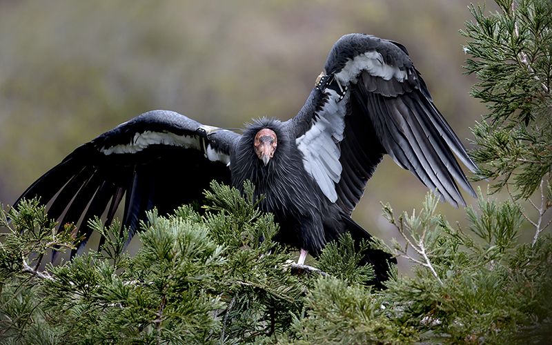 Endangered Condors Become Casualties Of The California Wildfires Sierra Club
