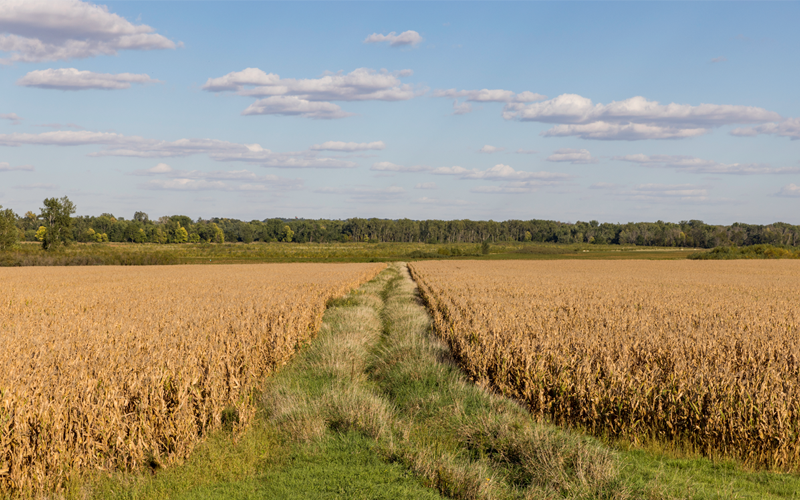 Can Nature Reclaim Iowa? - Vimarsana News