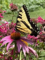 An Eastern Tiger Swallowtails rests atop a pink flower.