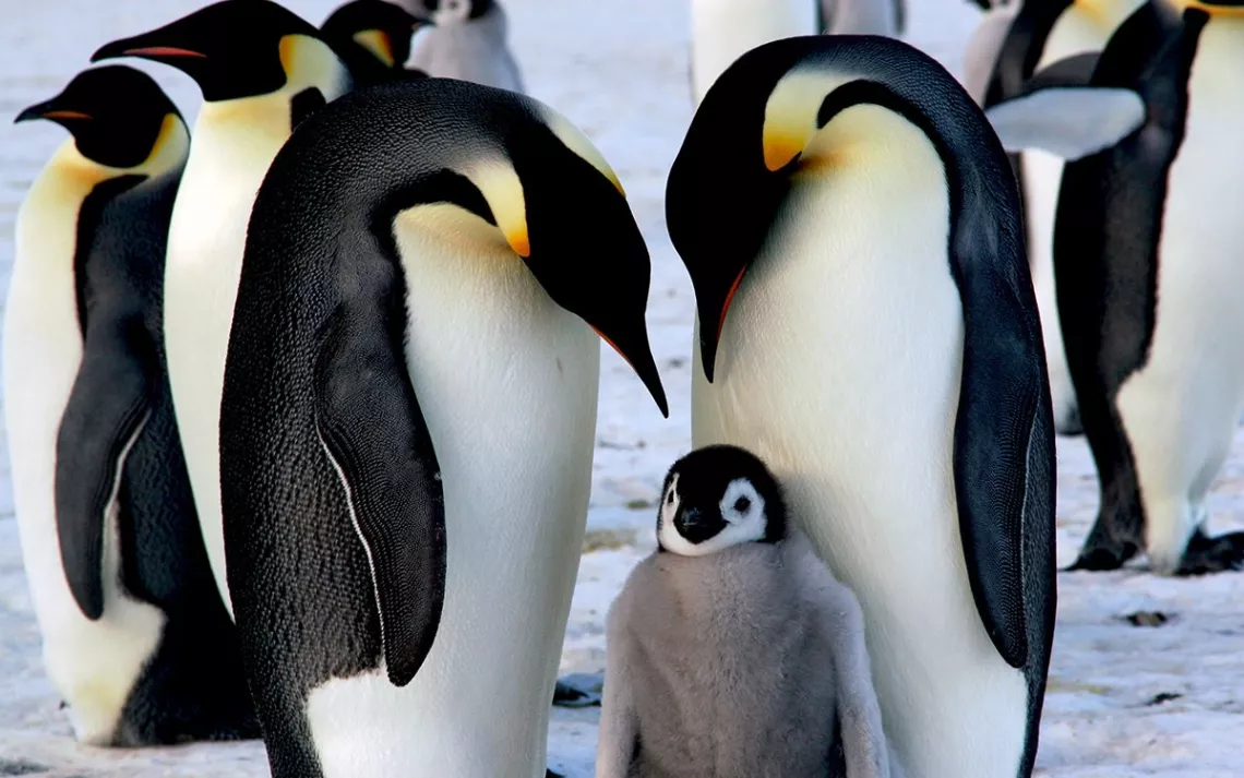 Will the Beloved Emperor Penguin Go Extinct? | Sierra Club