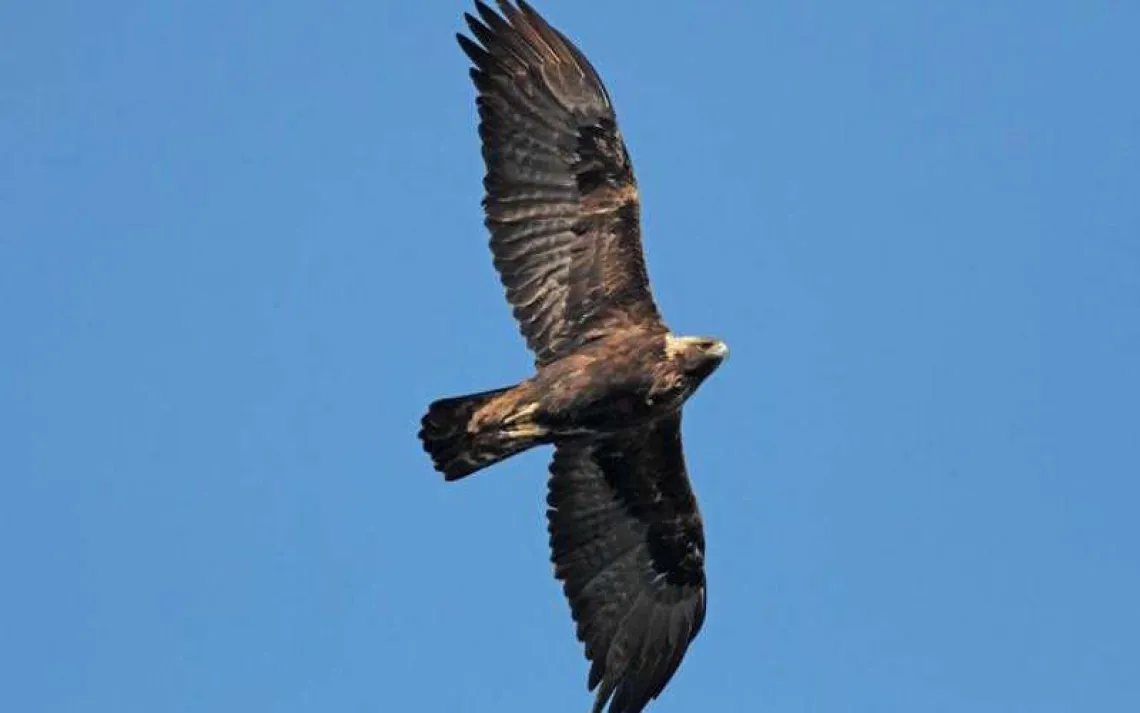 When Young Eagles Ride the Winds | Sierra Club