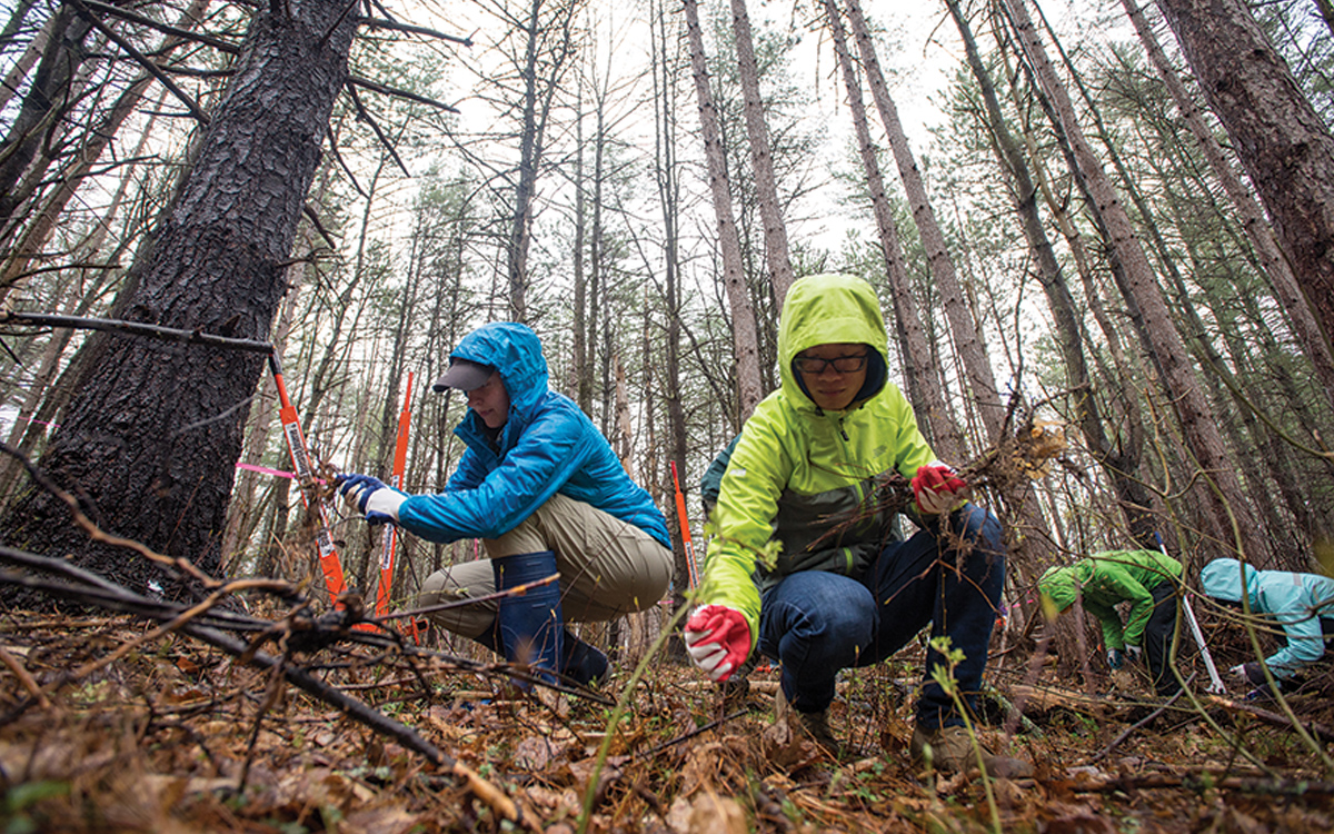 Four students wearing bright rain jackets are kneeling and pulling weeds from the forest floor.