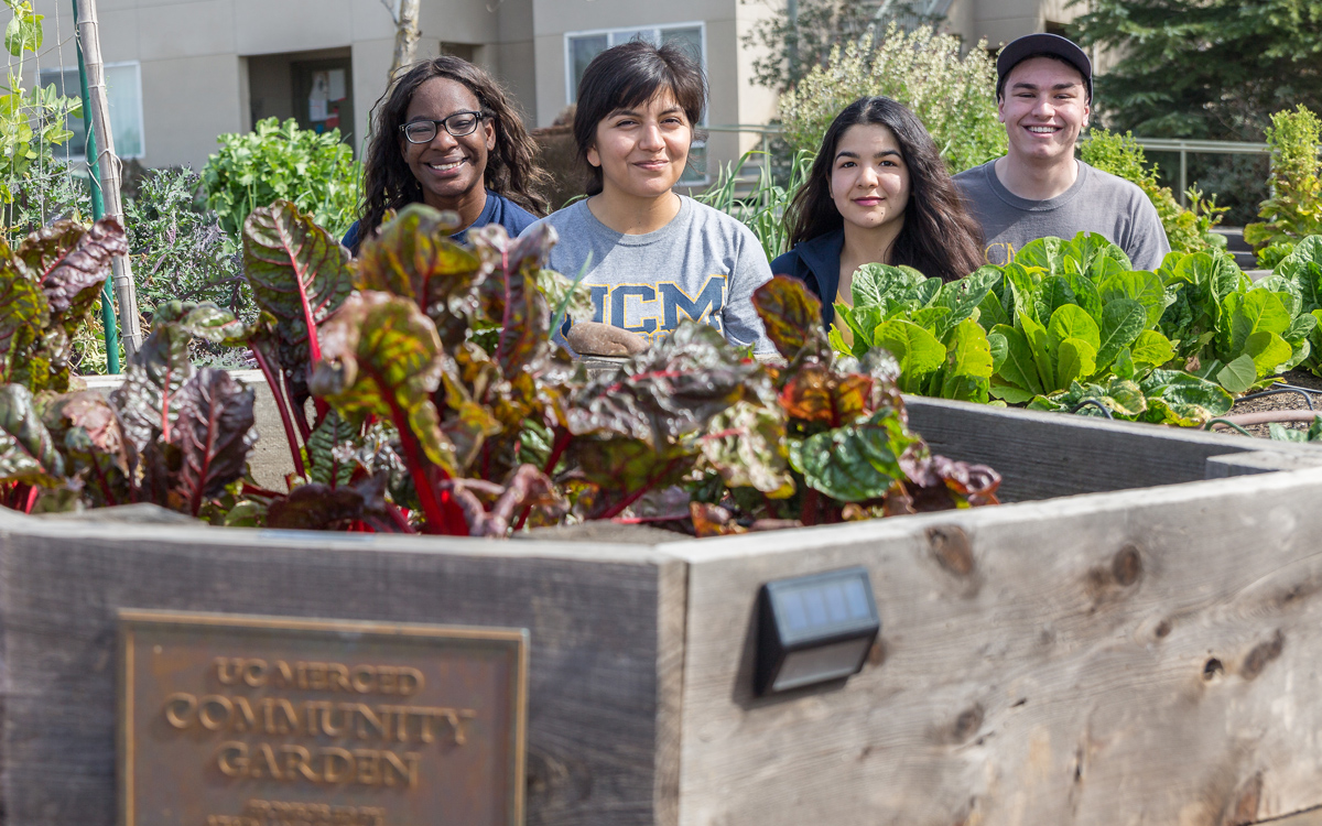 Four students stand behind planter beds containing swiss chard and lettuce at the UC Merced community garden.