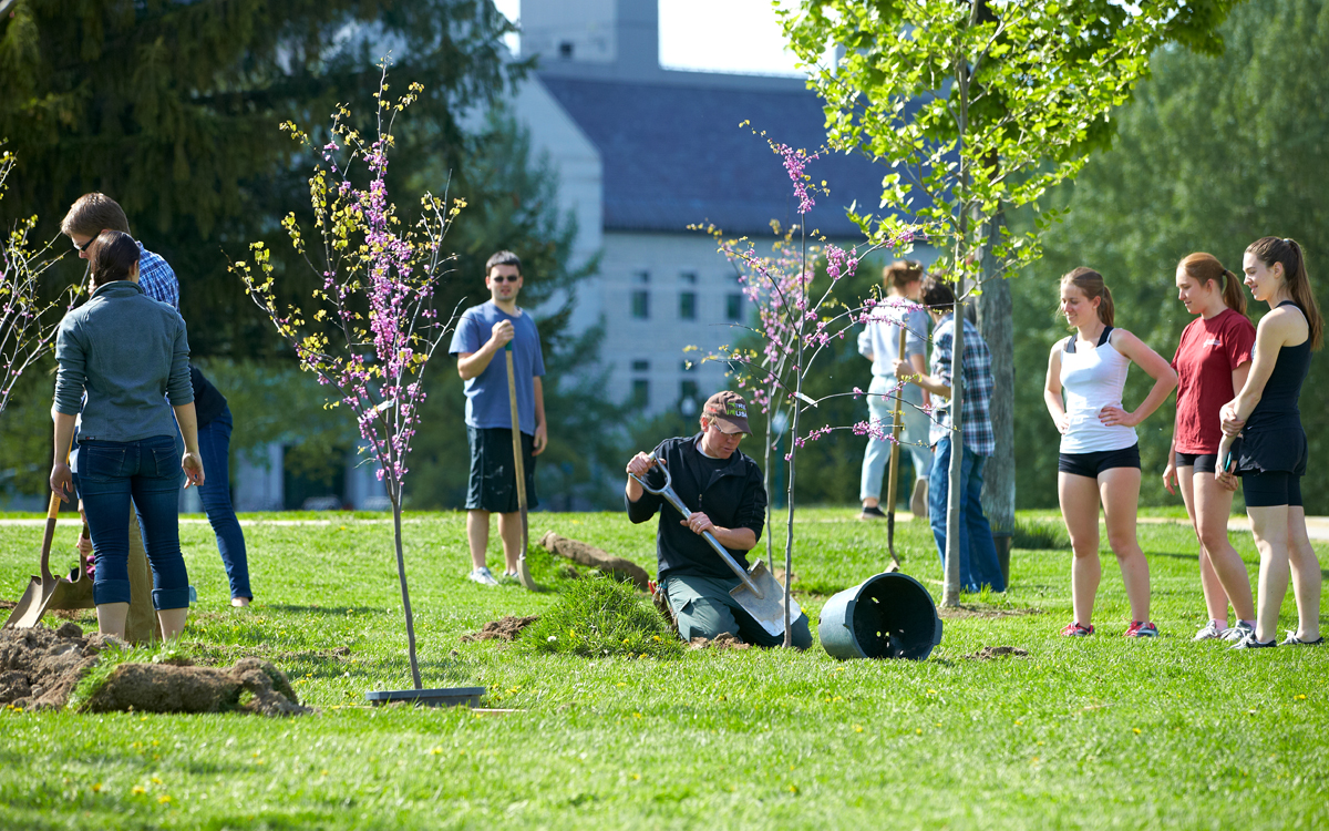 Several students with shovels plant trees while others look on.