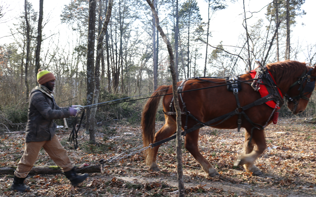 A man directs a horse from behind as it hauls a log in a wooded area.