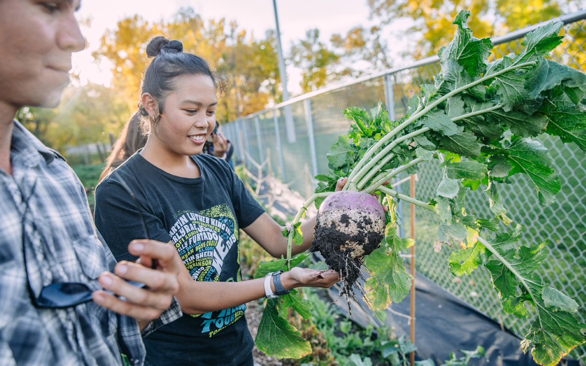 A student smiles down at a freshly pulled, large turnip.