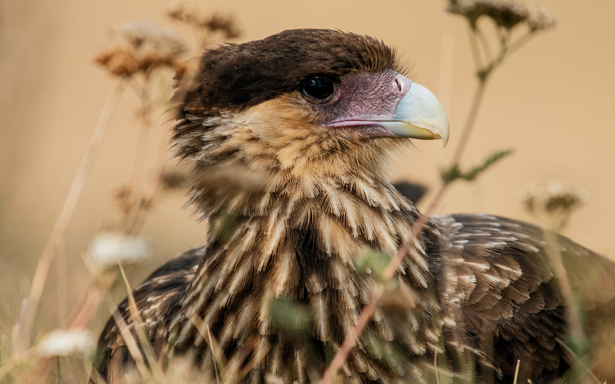 A brown southern caracara, with a hooked beak, looks to the side.