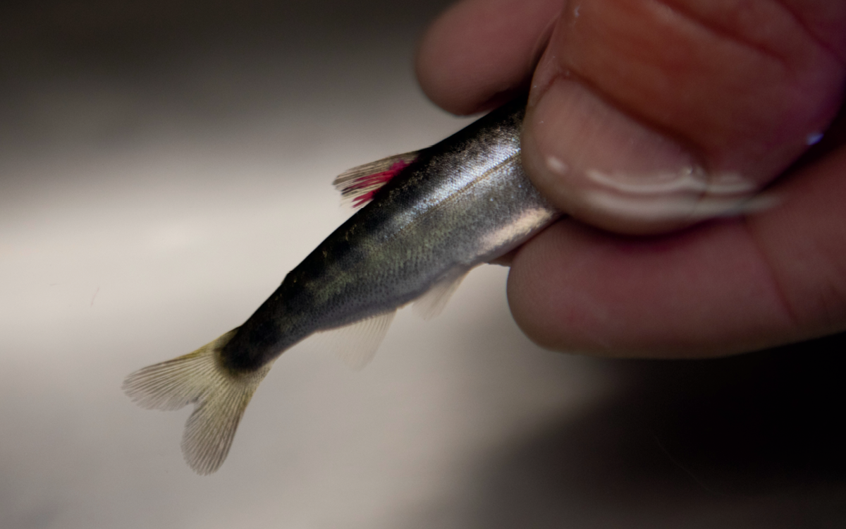 Close-up of a hand holding a small salmon with red dye on its tail.