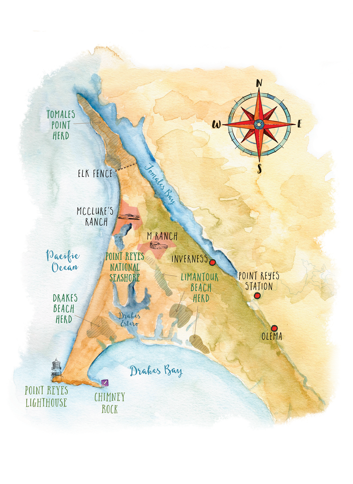 Illustrated map shows the Point Reyes National Seashore and surroundings as well as where the elk herds are.