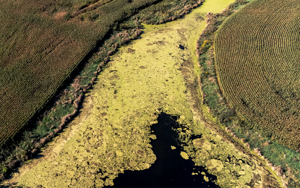 Aerial view of a lake covered with green algae and surrounded by rowcrops.