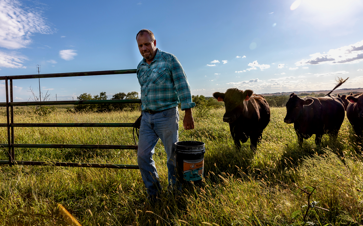Seth Watkins wears jeans and a blue shirt and walks with a bucket in a field with brown cows.