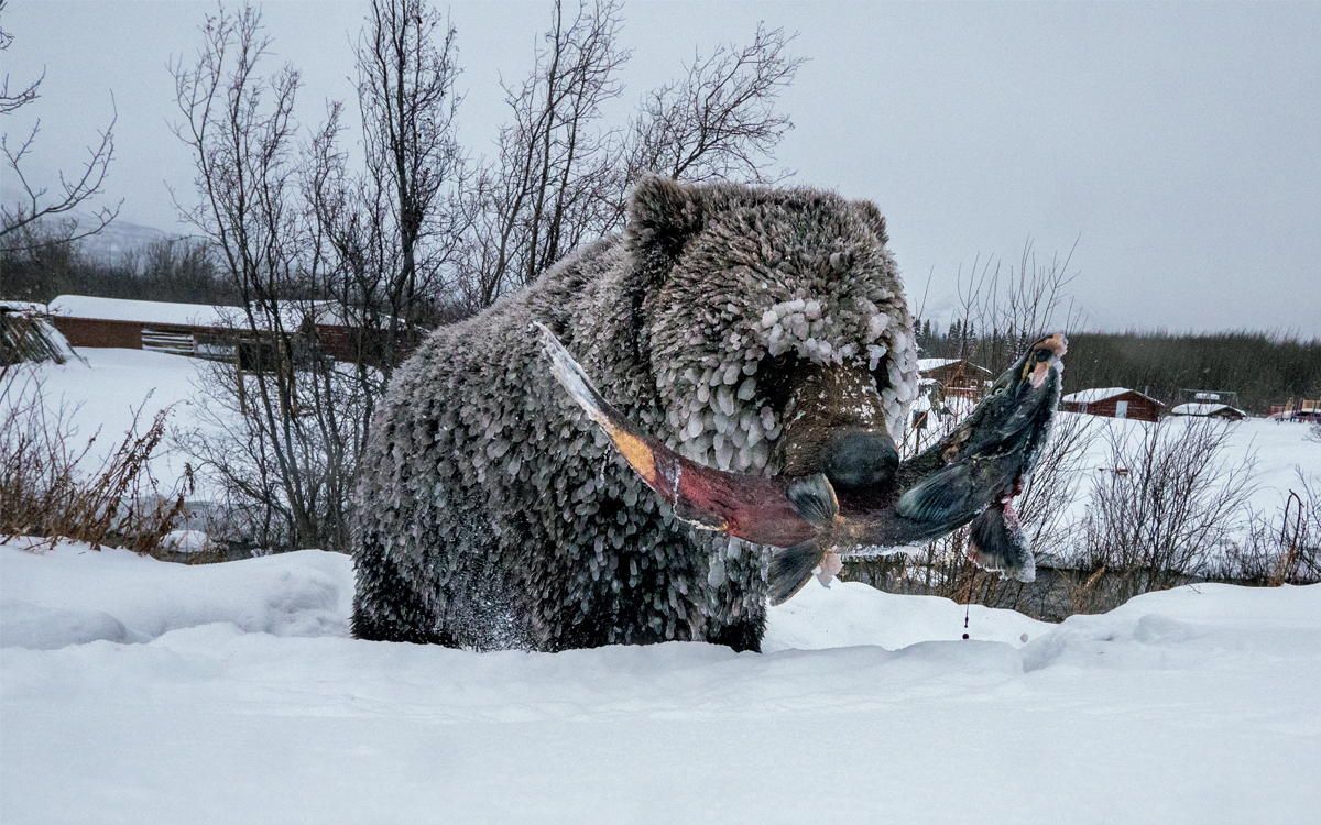 A grizzly with a lot of icicles on its fur walks away from the river with a multicolored salmon in its mouth.