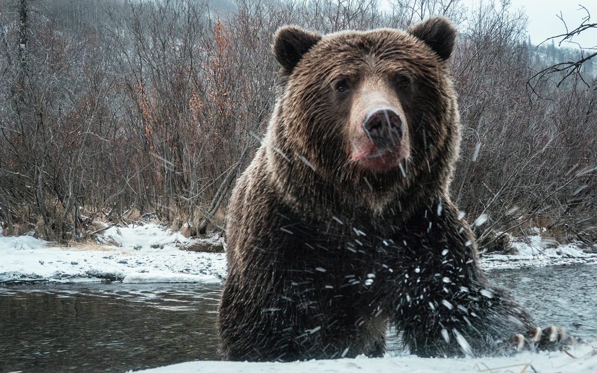 Close up of a large grizzly coming out of the river with a red mouth.