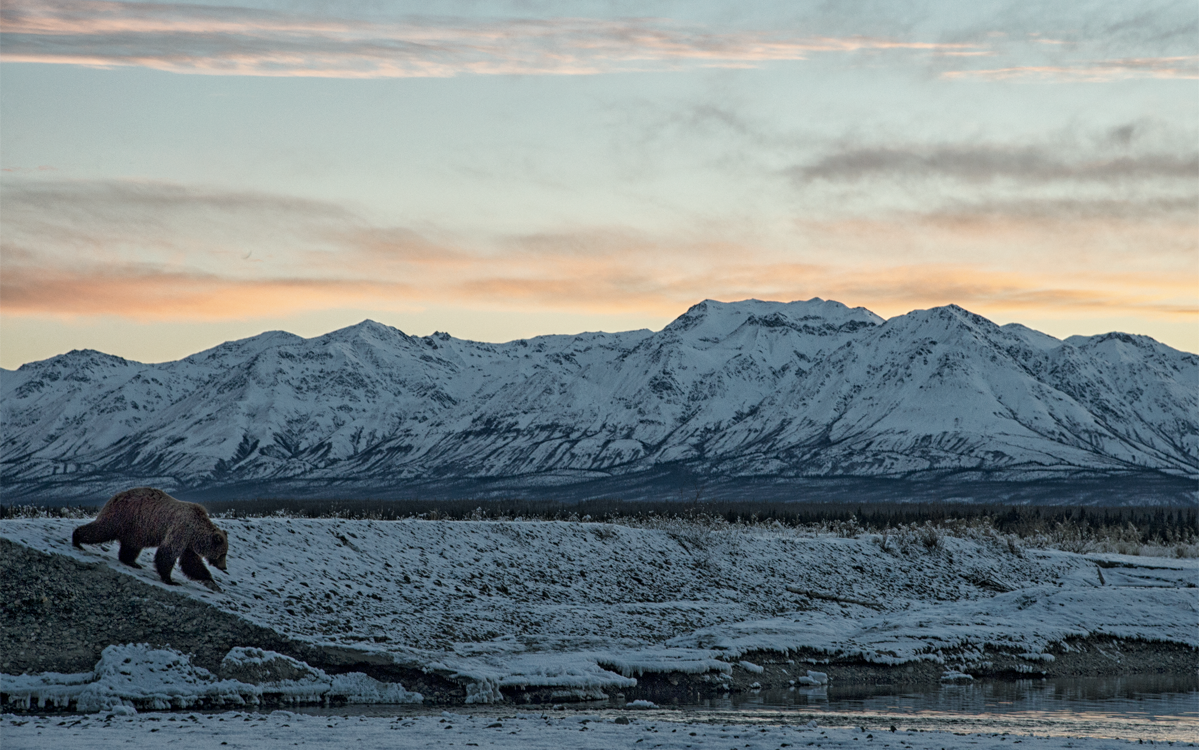 A bear walks down to the river. Behind him are snow-covered hills and an orange sky.