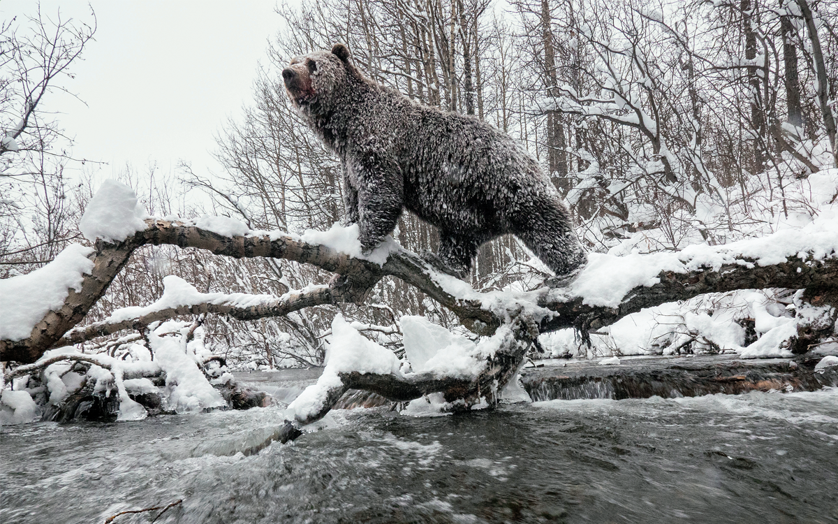Un grizzly trece peste râu pe un copac căzut, acoperit cu zăpadă.